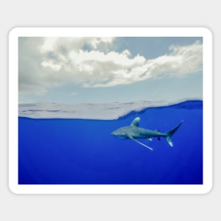 An Oceanic White Tip Shark Cruising Under the Clouds in the Bahamas Sticker